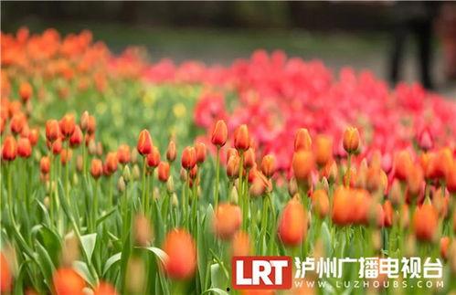 网红郁金香氛围灯