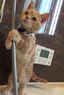 会流泪的网红猫小说,网红猫的感人传奇