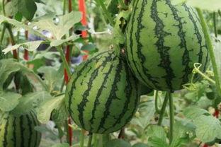 吃瓜网站热心的朝阳,吃瓜网站热议焦点，揭秘娱乐圈最新动态