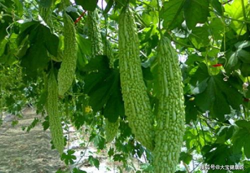 立春吃瓜,传统习俗中的美食盛宴