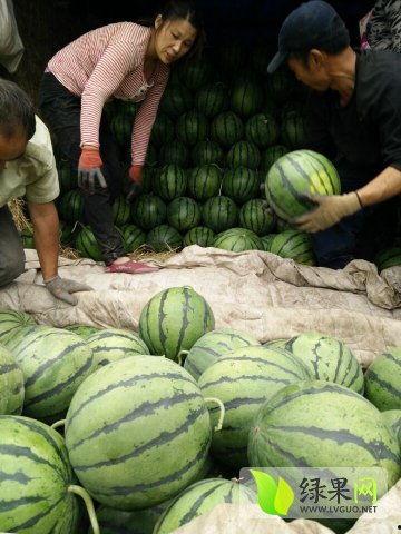 最近长垣吃瓜新闻视频,揭秘网络热传视频背后的真相