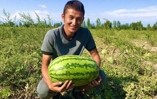 在乡下吃瓜的情景