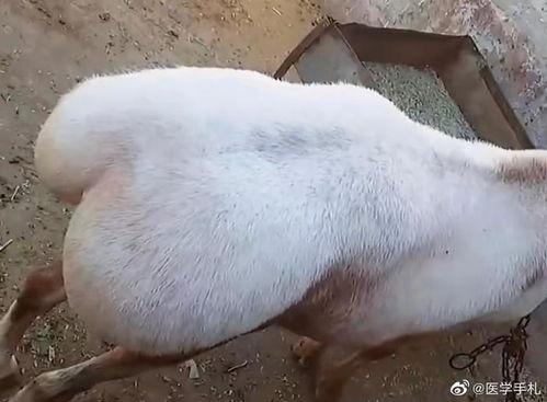 外网爆料三只羊视频,揭秘背后惊人真相