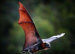 怎么折网红蝙蝠教程,轻松学会制作流行纸艺