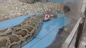 胸前有条蛇的网红,揭秘胸前藏蛇网红的神秘魅力