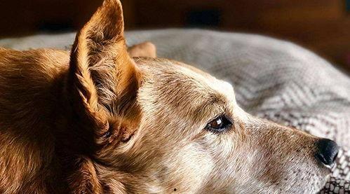 主人教狗吃瓜,主人教狗吃瓜记